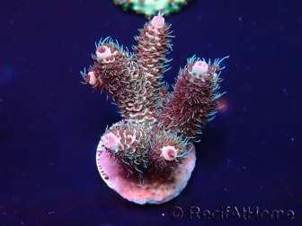 WYSIWYG Acropora Marikultur akklimatisiert LED