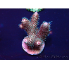WYSIWYG Acropora Mariculture acclimated LED