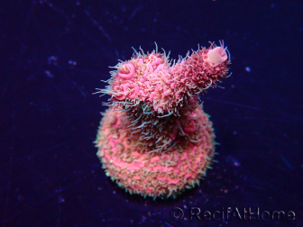 WYSIWYG Acropora Maricultuur geacclimatiseerd LED