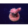 WYSIWYG Acropora Mariculture acclimated LED