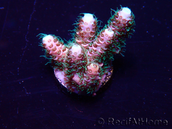 WYSIWYG Acropora Marikultur akklimatisiert LED