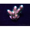 WYSIWYG Acropora Marikultur akklimatisiert LED