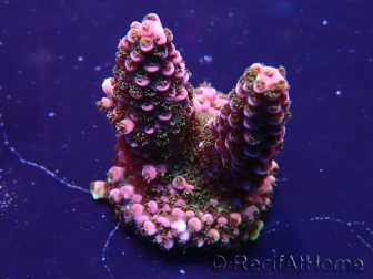 WYSIWYG Acropora 15W6 Mariculture acclimaté led