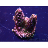 WYSIWYG Acropora Marikultur akklimatisiert LED