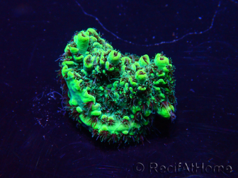 WYSIWYG Acropora Mariculture acclimated LED