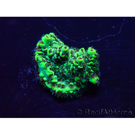 WYSIWYG Acropora Maricultura aclimatada LED
