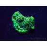 WYSIWYG Acropora 15X4 Mariculture acclimaté led