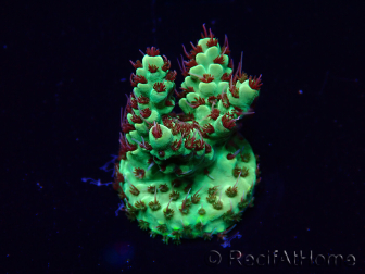 WYSIWYG Acropora 15X10 Mariculture acclimaté led