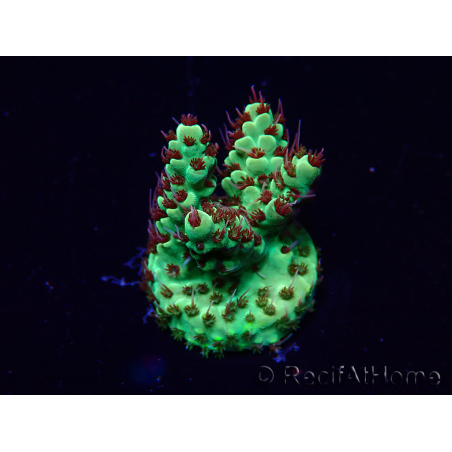 WYSIWYG Acropora Maricultura aclimatada LED