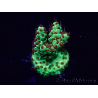 WYSIWYG Acropora Marikultur akklimatisiert LED