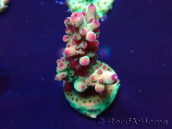 WYSIWYG Acropora 15X12 Mariculture acclimaté led