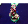 WYSIWYG Acropora Marikultur akklimatisiert LED