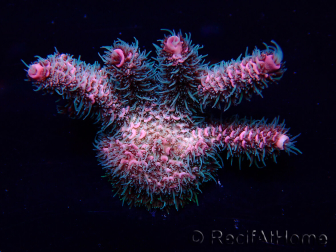 WYSIWYG Acropora Maricultura aclimatada LED