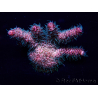 WYSIWYG Acropora Mariculture acclimated LED