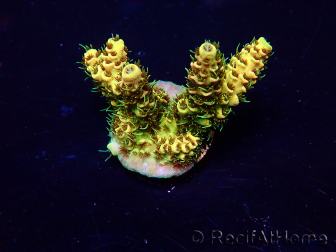 WYSIWYG Acropora 15Y4 Mariculture acclimaté led