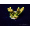 WYSIWYG Acropora 15Y4 Mariculture acclimaté led