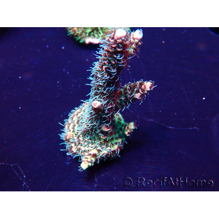 WYSIWYG Acropora Maricoltura acclimatata a LED