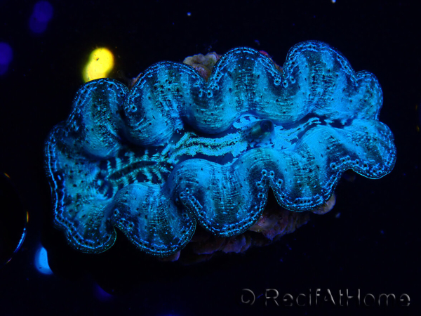 WYSIWYG Tridacna crocea(5-6 cm)