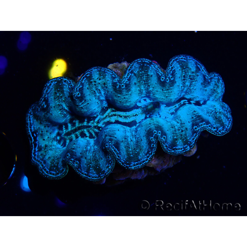  WYSIWYG Tridacna crocea D1 (5-6 cm)