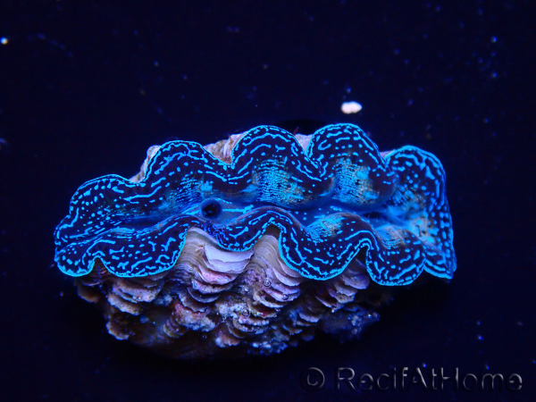 WYSIWYG Tridacna crocea (4 cm)