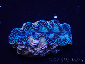 WYSIWYG Tridacna crocea (4 cm)
