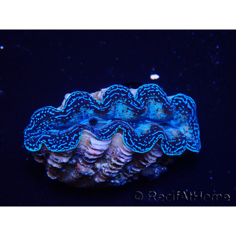 WYSIWYG Tridacna crocea (4 cm)