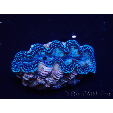 WYSIWYG Tridacna crocea (4 cm)