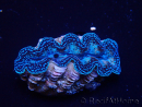 WYSIWYG Tridacna crocea (4 cm)