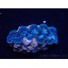 WYSIWYG Tridacna crocea (4 cm)