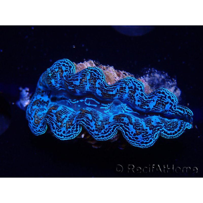 WYSIWYG Tridacna crocea(5-6 cm)