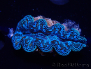 WYSIWYG Tridacna crocea(5-6 cm)