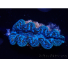 WYSIWYG Tridacna crocea(5-6 cm)