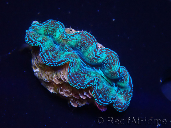 WYSIWYG Tridacna crocea(5-6 cm)