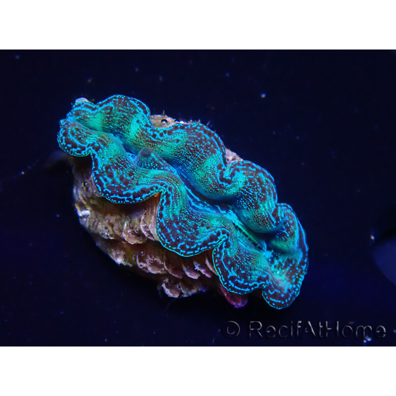 WYSIWYG Tridacna crocea(5-6 cm)