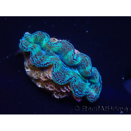 WYSIWYG Tridacna crocea(5-6 cm)