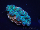 WYSIWYG Tridacna crocea(5-6 cm)