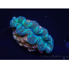 WYSIWYG Tridacna crocea(5-6 cm)