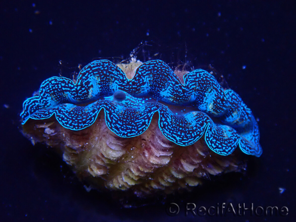 WYSIWYG Tridacna crocea(5-6 cm)