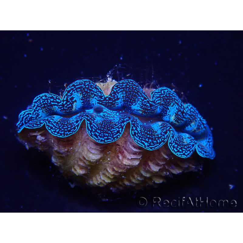 WYSIWYG Tridacna crocea(5-6 cm)