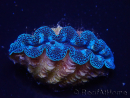 WYSIWYG Tridacna crocea(5-6 cm)