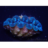 WYSIWYG Tridacna crocea(5-6 cm)