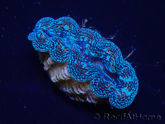 WYSIWYG Tridacna crocea(5-6 cm)