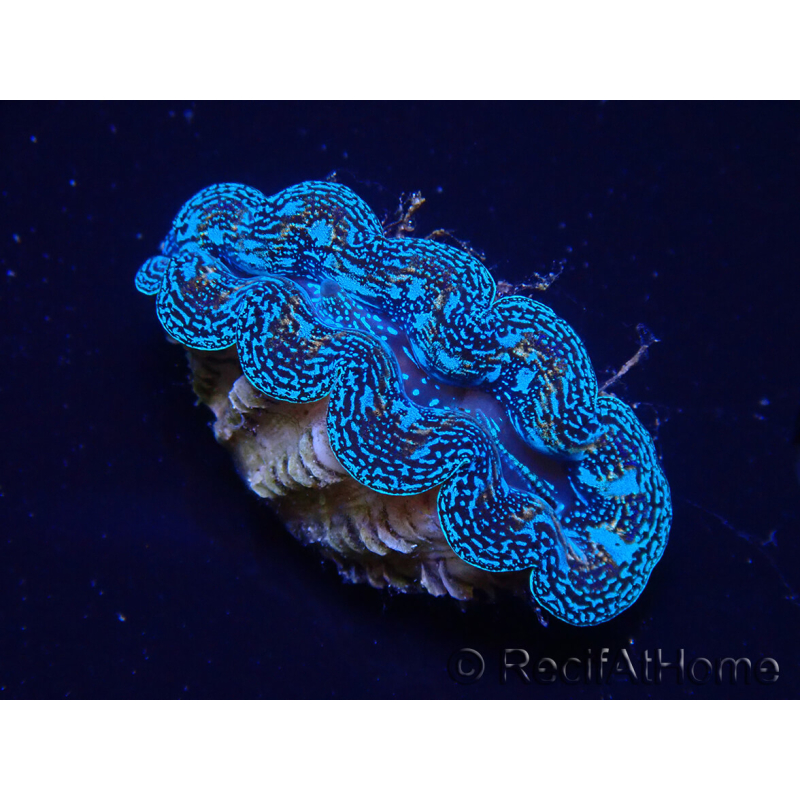 WYSIWYG Tridacna crocea(5-6 cm)