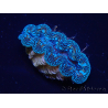 WYSIWYG Tridacna crocea(5-6 cm)