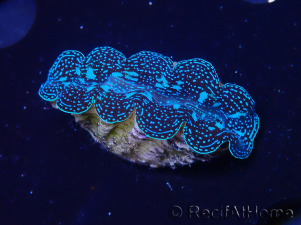 WYSIWYG Tridacna crocea(5-6 cm)