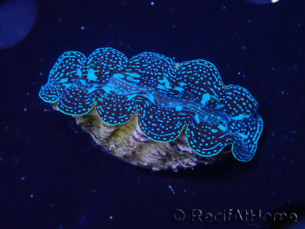 WYSIWYG Tridacna crocea D7 (5-6 cm)