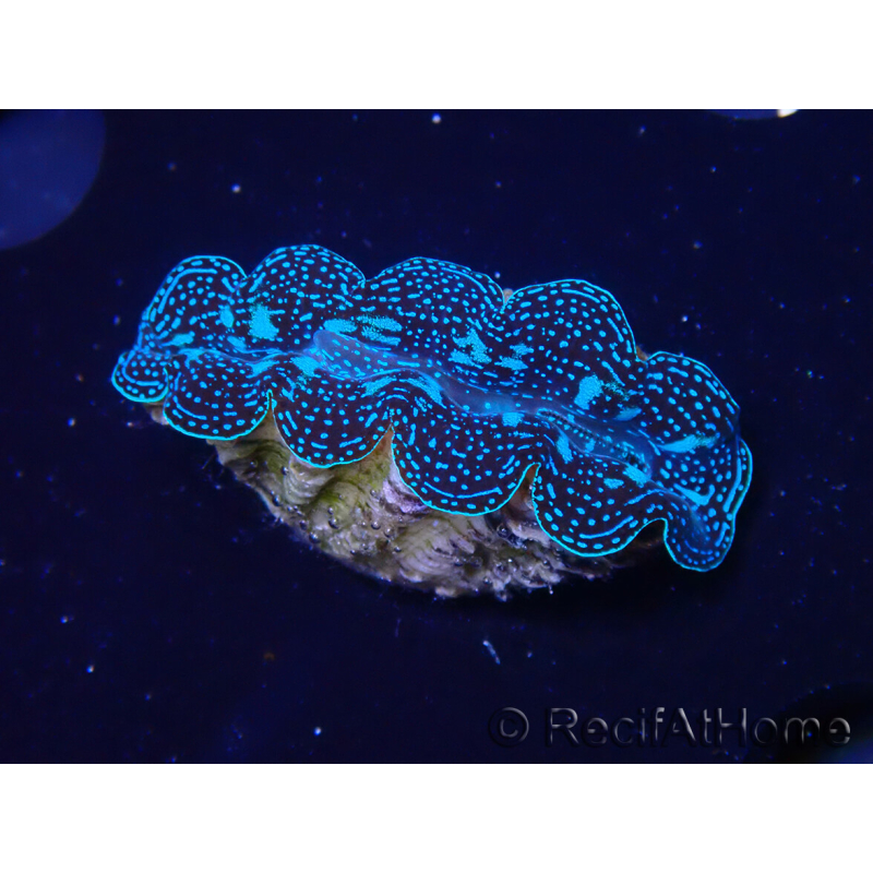 WYSIWYG Tridacna crocea D7 (5-6 cm)