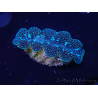 WYSIWYG Tridacna crocea D7 (5-6 cm)