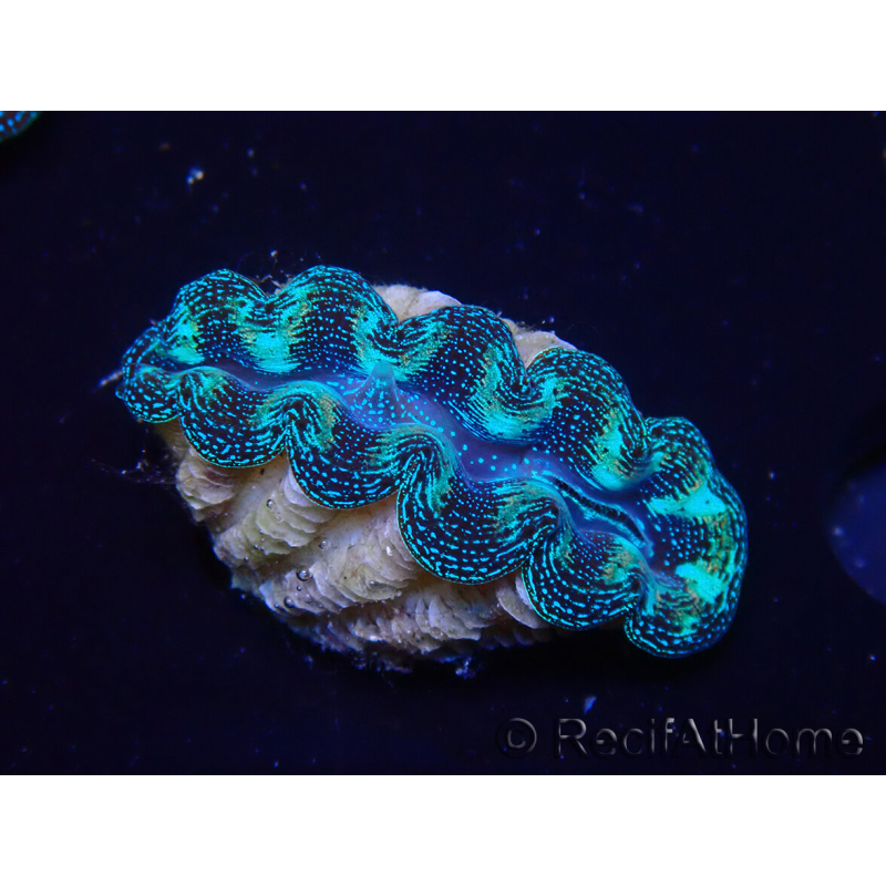 WYSIWYG Tridacna crocea D8(6-6.5 cm)