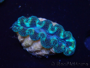 WYSIWYG Tridacna crocea (6-6.5 cm)
